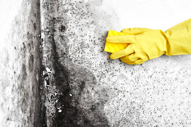 Professional Mold Removal in Milan, OH
