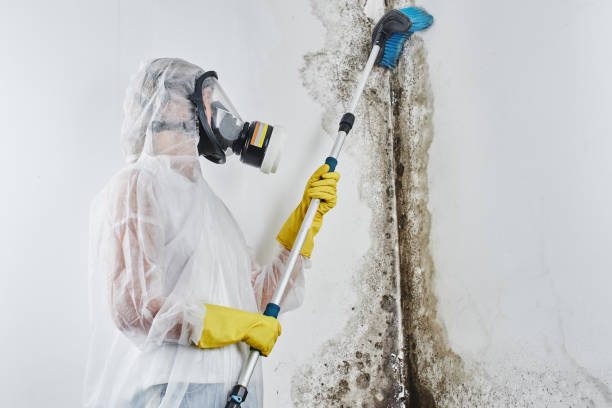 Best Office Mold Removal Services  in Milan, OH
