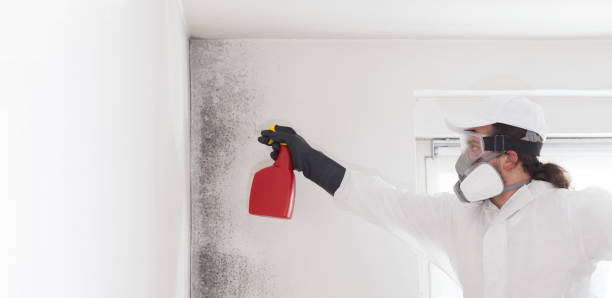 Attic Mold Removal in Milan, OH