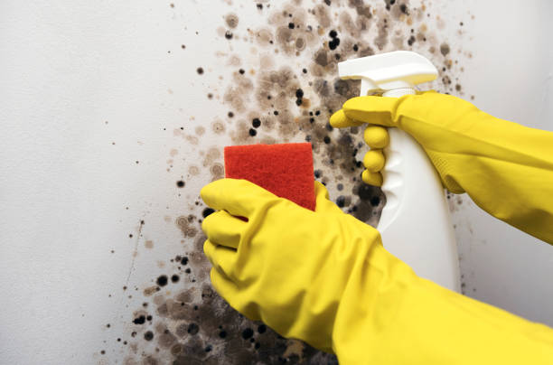Best Mold Remediation  in Milan, OH
