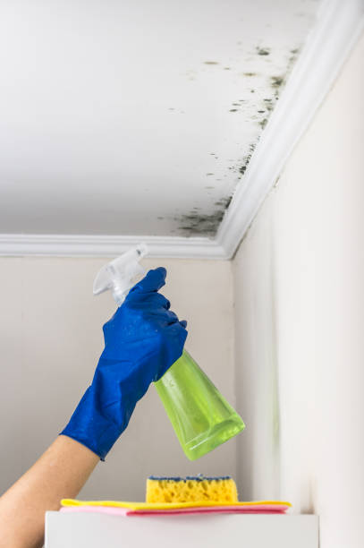 Best Residential Mold Removal  in Milan, OH